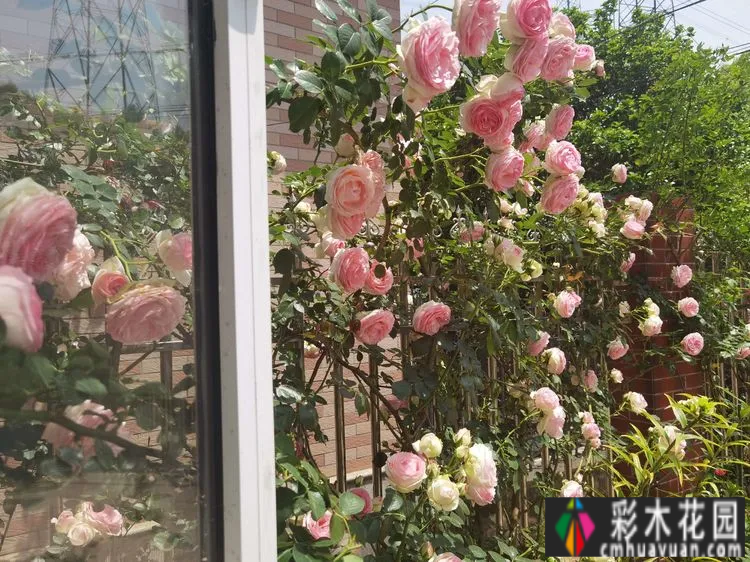 农村自建70㎡小院,DIY 花园,享受惬意田园生活。