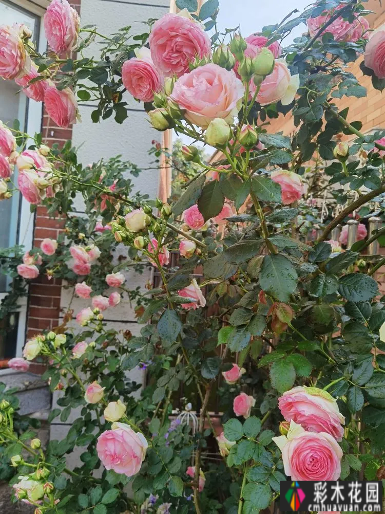农村自建70㎡小院,DIY 花园,享受惬意田园生活。