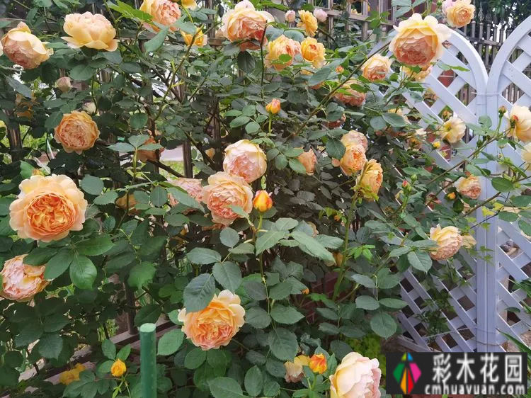 农村自建70㎡小院,DIY 花园,享受惬意田园生活。