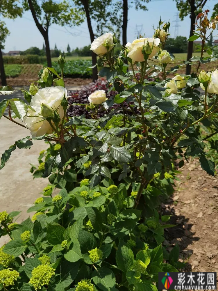 农村自建70㎡小院,DIY 花园,享受惬意田园生活。