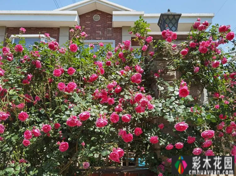 农村自建70㎡小院,DIY 花园,享受惬意田园生活。
