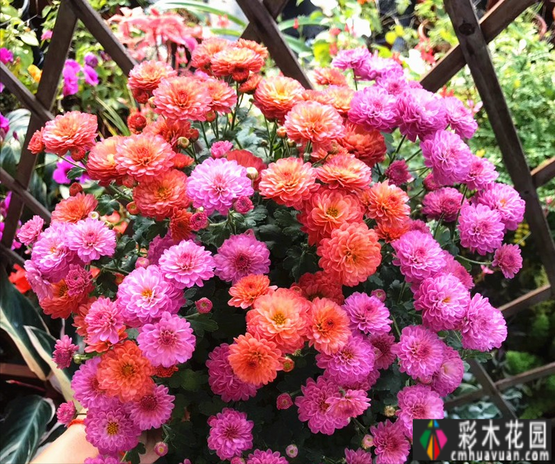 农村自建70㎡小院,DIY 花园,享受惬意田园生活。