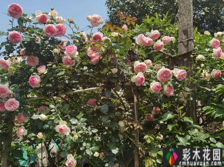 农村自建70㎡小院,DIY 花园,享受惬意田园生活。