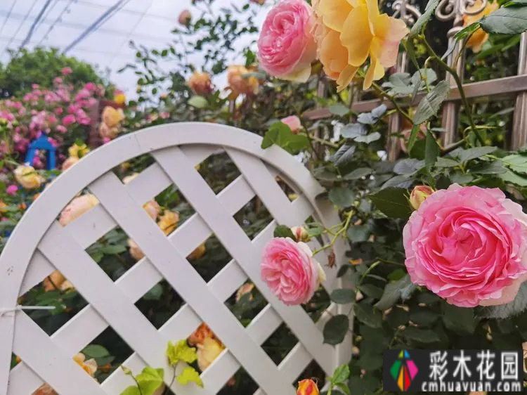 农村自建70㎡小院,DIY 花园,享受惬意田园生活。