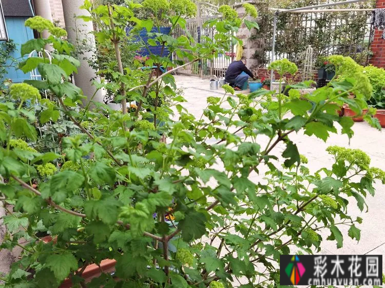农村自建70㎡小院,DIY 花园,享受惬意田园生活。