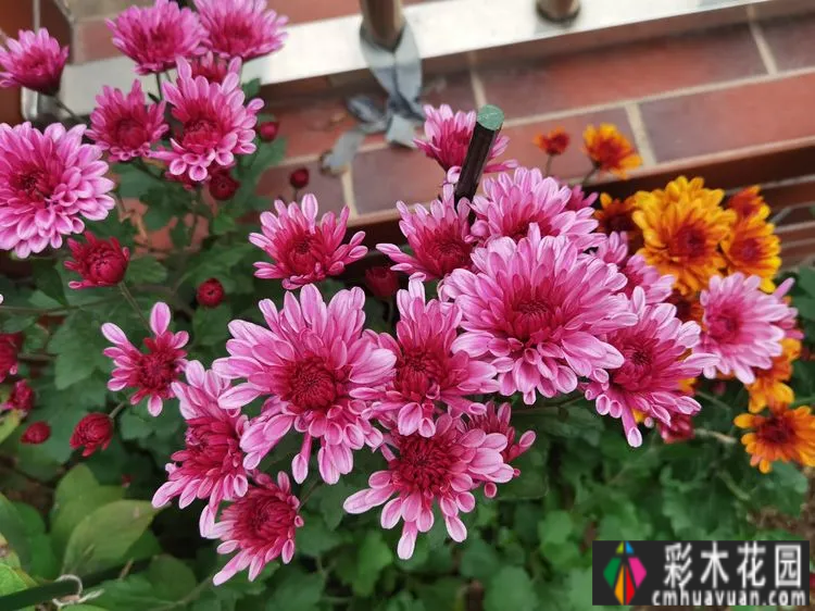 农村自建70㎡小院,DIY 花园,享受惬意田园生活。