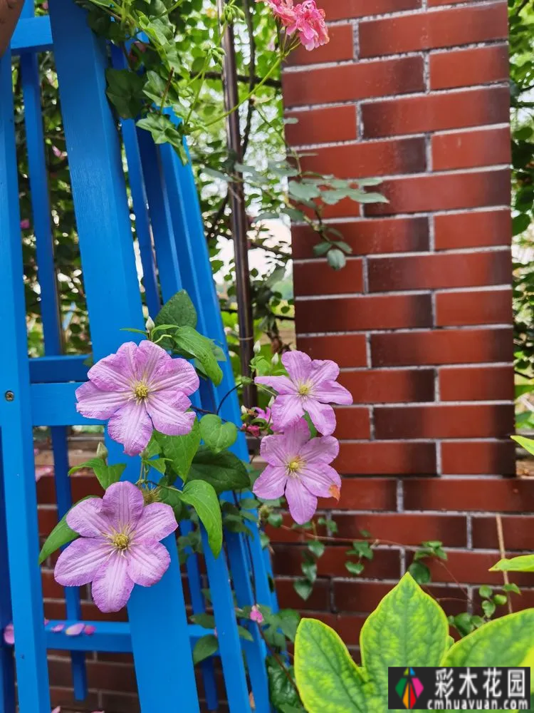 农村自建70㎡小院,DIY 花园,享受惬意田园生活。