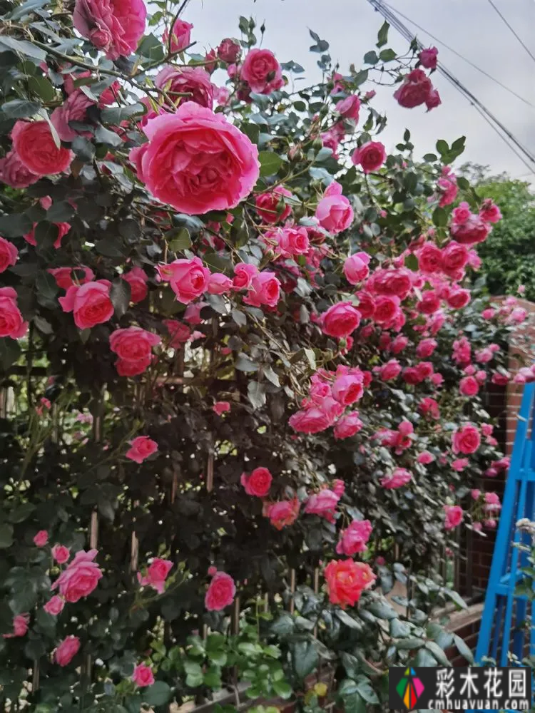 农村自建70㎡小院,DIY 花园,享受惬意田园生活。