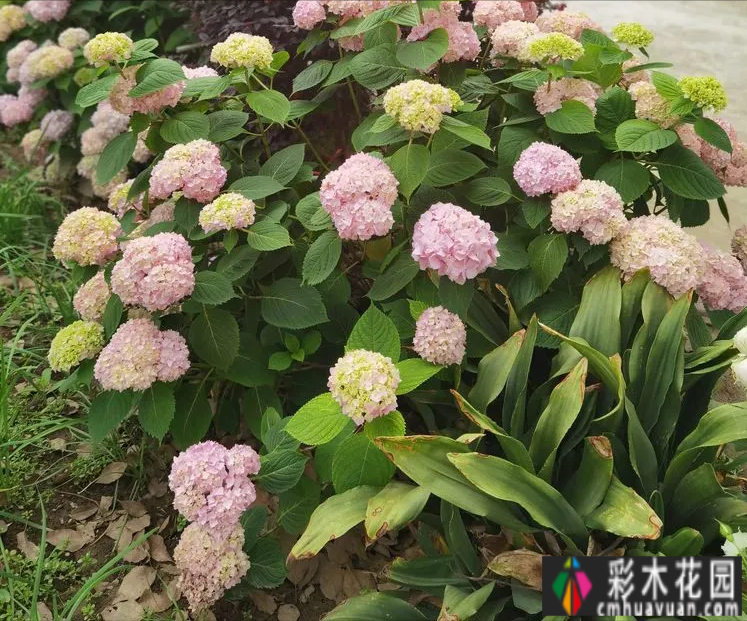 农村自建70㎡小院,DIY 花园,享受惬意田园生活。