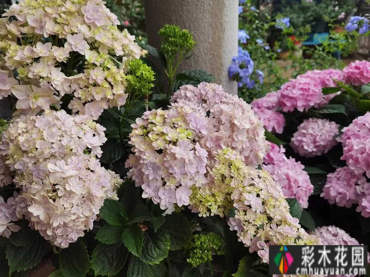 农村自建70㎡小院,DIY 花园,享受惬意田园生活。