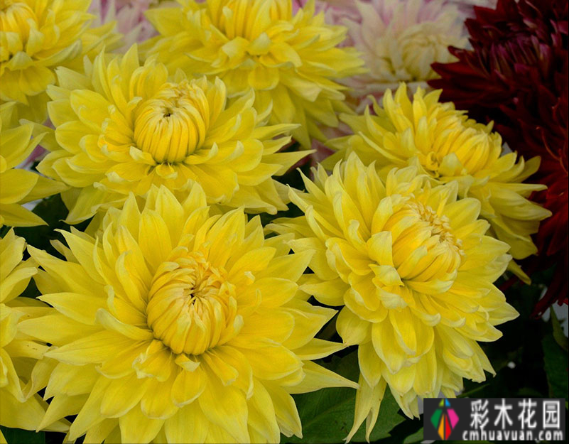 农村自建70㎡小院,DIY 花园,享受惬意田园生活。