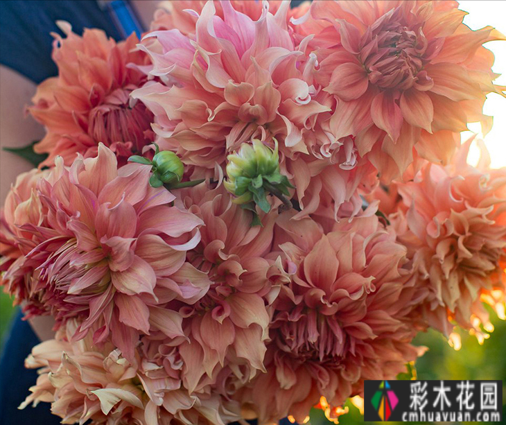农村自建70㎡小院,DIY 花园,享受惬意田园生活。