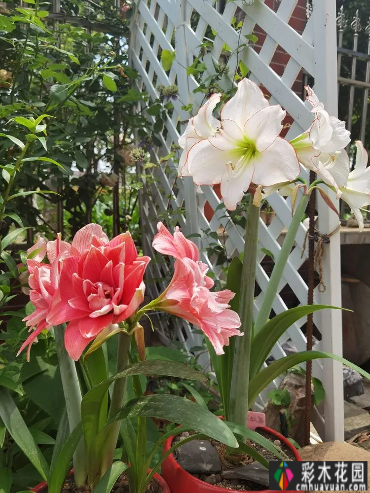 农村自建70㎡小院,DIY 花园,享受惬意田园生活。