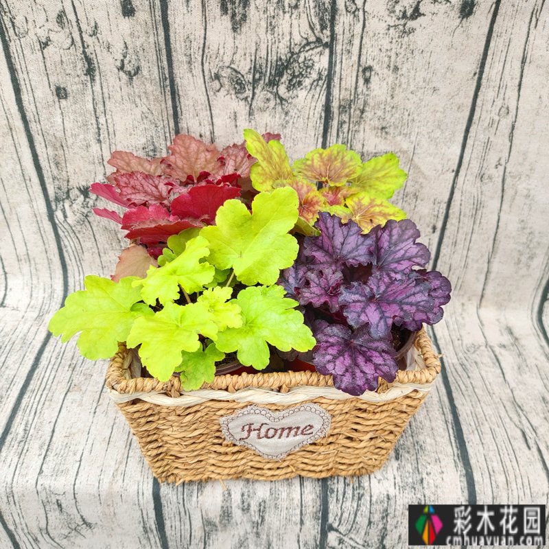 买这套房子就是看中这个40㎡的庭院,装修后美如四季山水画。