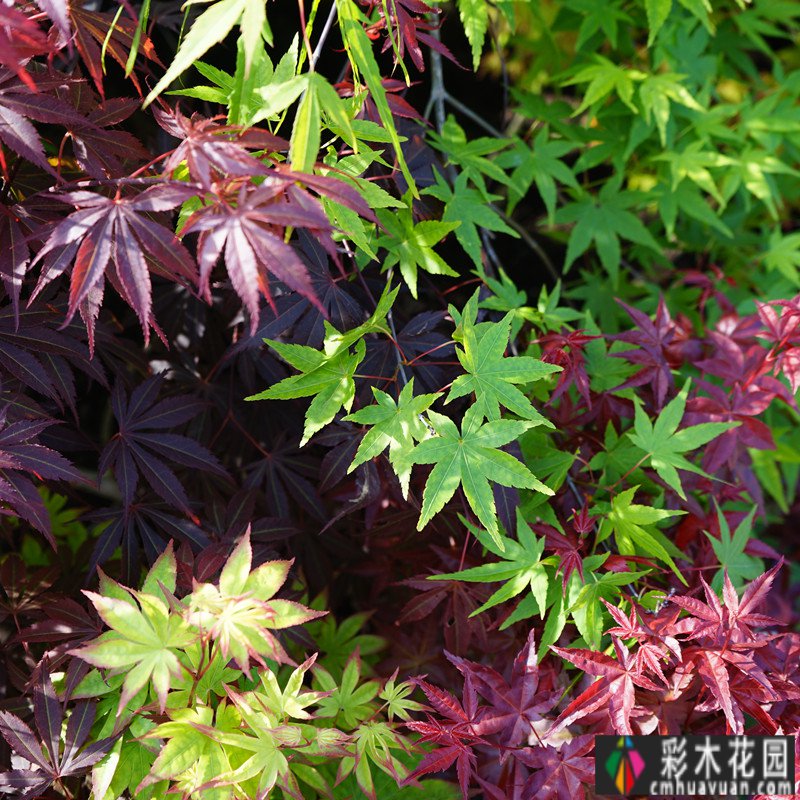 买这套房子就是看中这个40㎡的庭院,装修后美如四季山水画。