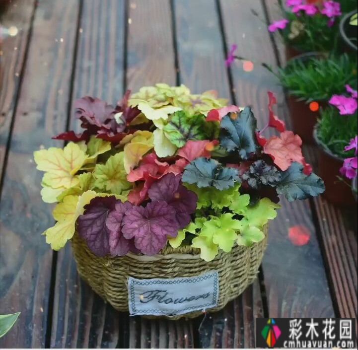 买这套房子就是看中这个40㎡的庭院,装修后美如四季山水画。