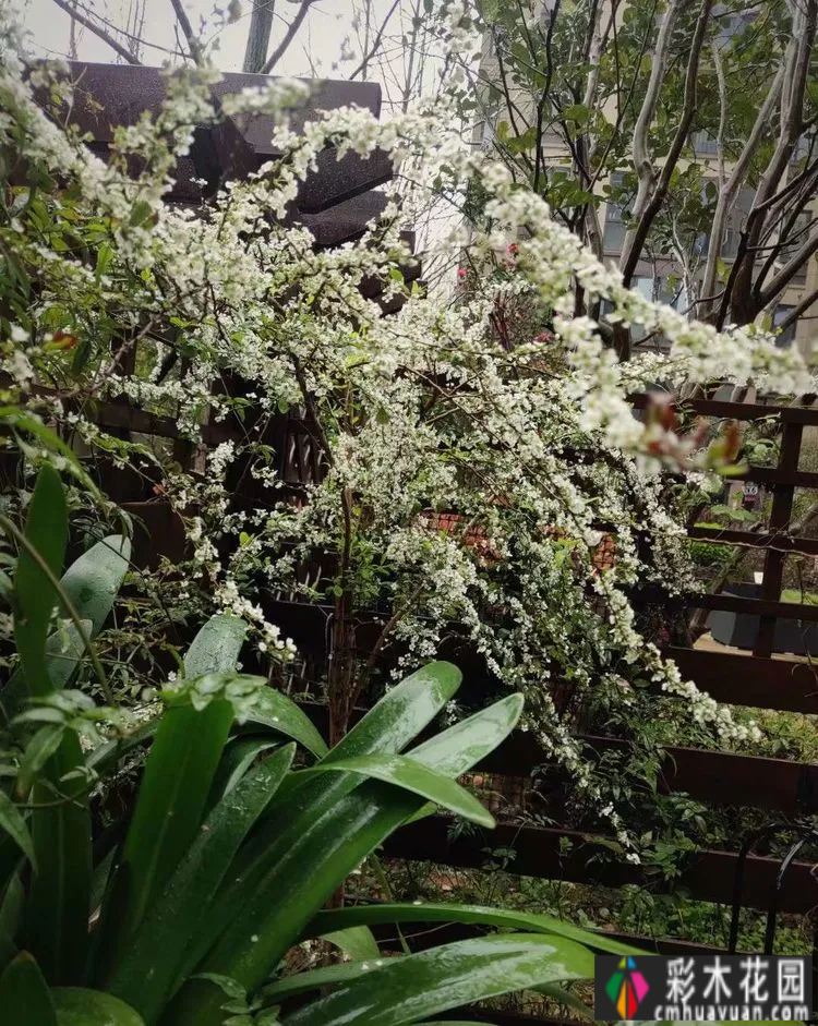 两年前,我买了一套一楼50㎡小院的房子,住在一个繁华的城市花园。