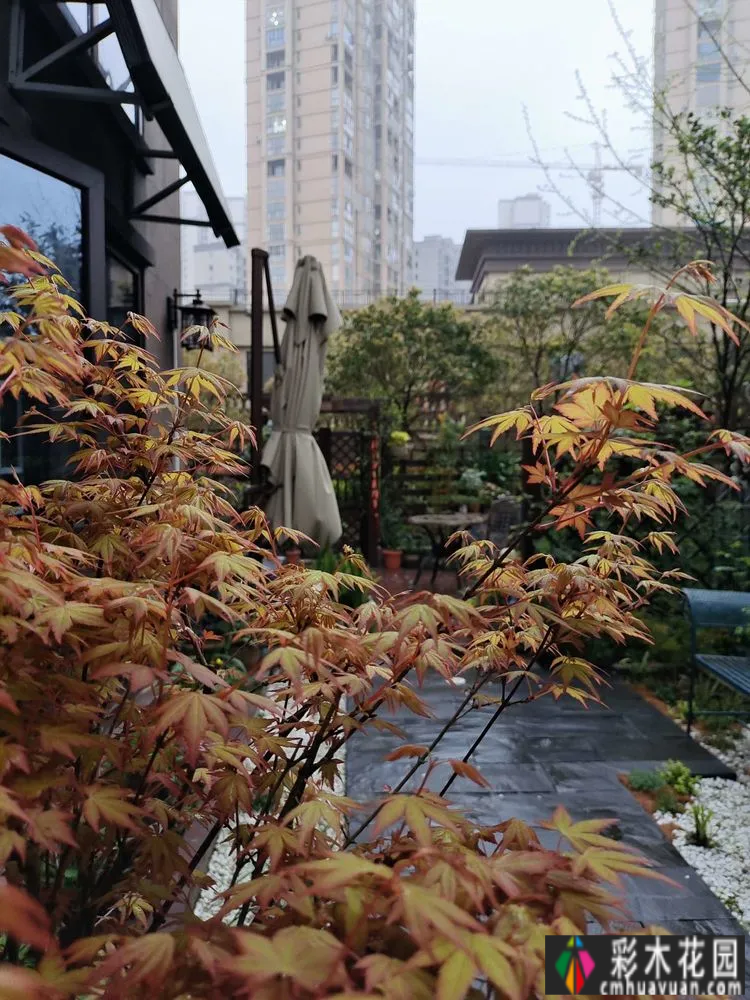 两年前,我买了一套一楼50㎡小院的房子,住在一个繁华的城市花园。