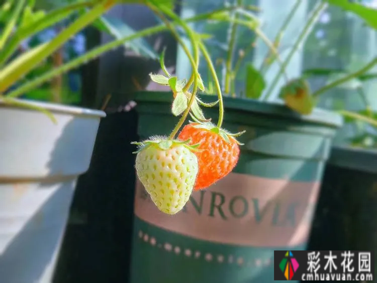 两年前,我买了一套一楼50㎡小院的房子,住在一个繁华的城市花园。