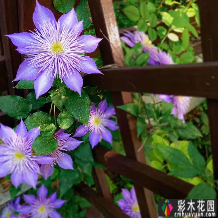 两年前,我买了一套一楼50㎡小院的房子,住在一个繁华的城市花园。