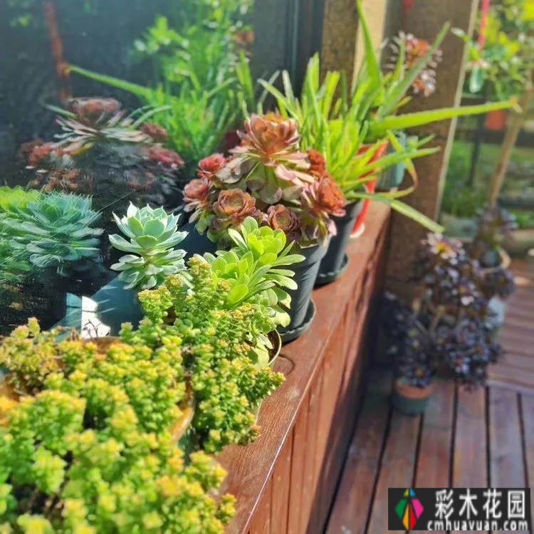 两年前,我买了一套一楼50㎡小院的房子,住在一个繁华的城市花园。