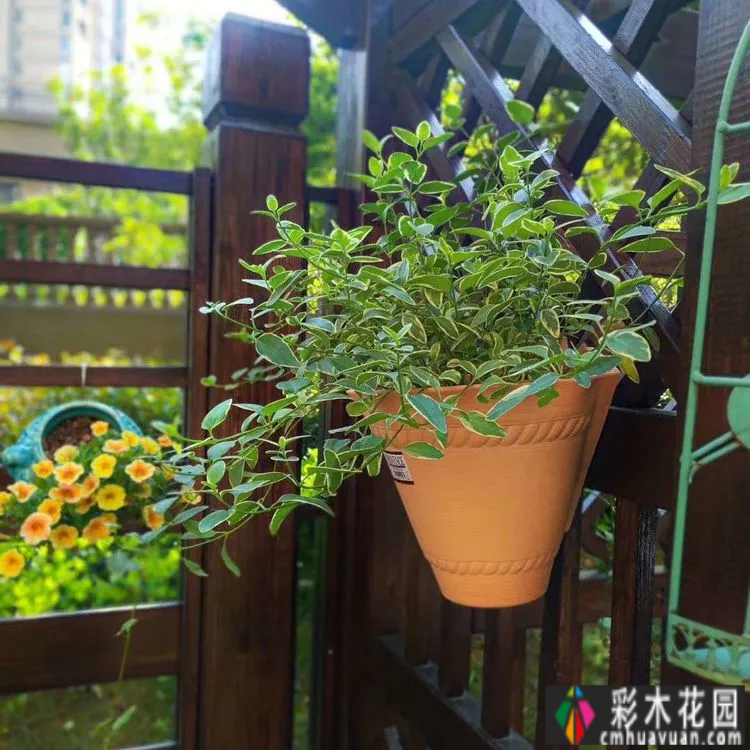 两年前,我买了一套一楼50㎡小院的房子,住在一个繁华的城市花园。