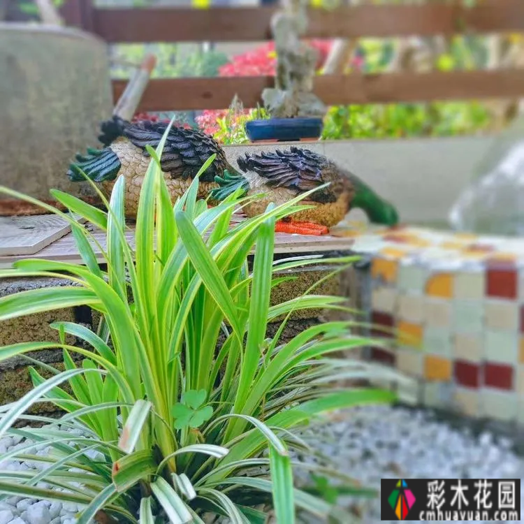 两年前,我买了一套一楼50㎡小院的房子,住在一个繁华的城市花园。