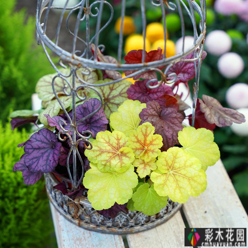 屋顶建筑“air 花园”攻略:舍弃屋顶,这样打扮,可以得到一个花园白色。