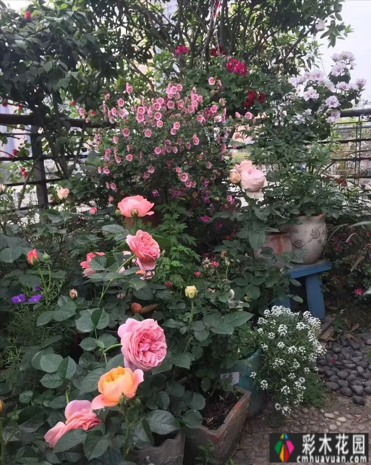 六年前,我不顾反对,买了一套60平米屋顶露台的房子,建在空中。花园真的很美。