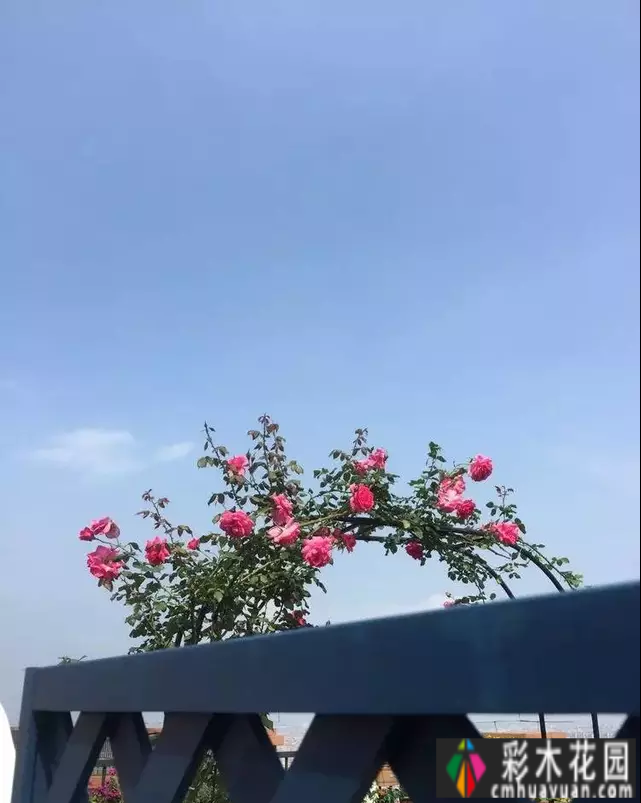 六年前,我不顾反对,买了一套60平米屋顶露台的房子,建在空中。花园真的很美。