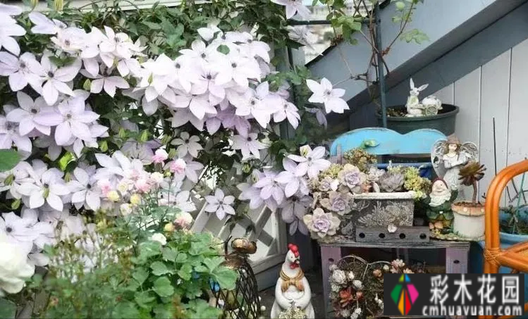 六年前,我不顾反对,买了一套60平米屋顶露台的房子,建在空中。花园真的很美。