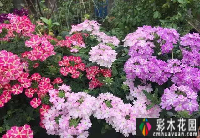 六年前,我不顾反对,买了一套60平米屋顶露台的房子,建在空中。花园真的很美。