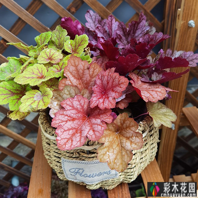一楼真的值得买吗?庭院一楼的房子让人感到兴奋的原因有12个。太香了。