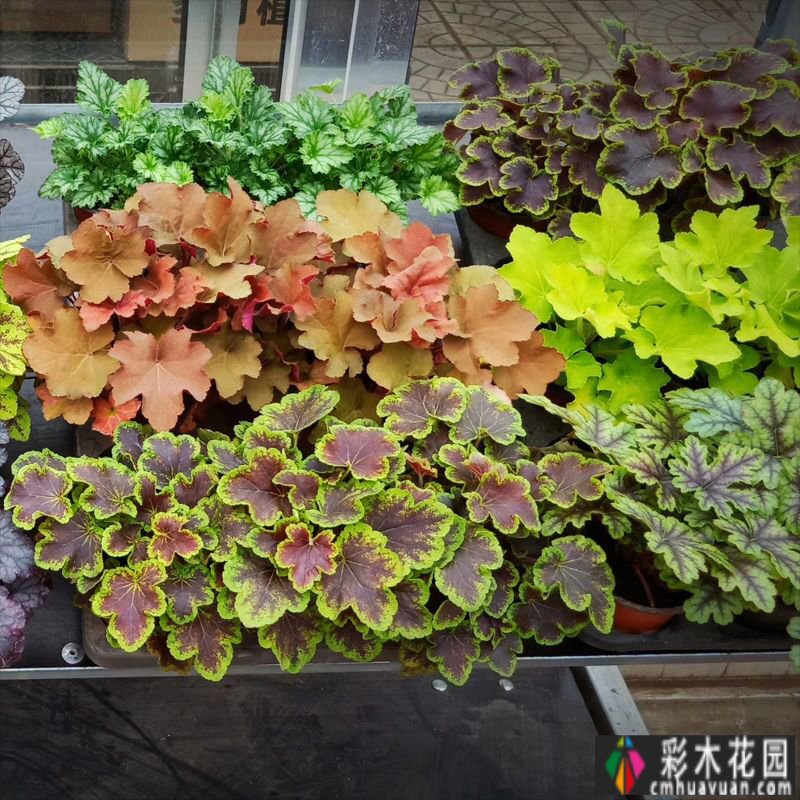 一年前买了一套郊区的房子,自己动手做了一个15m2 花园的露台,很漂亮。