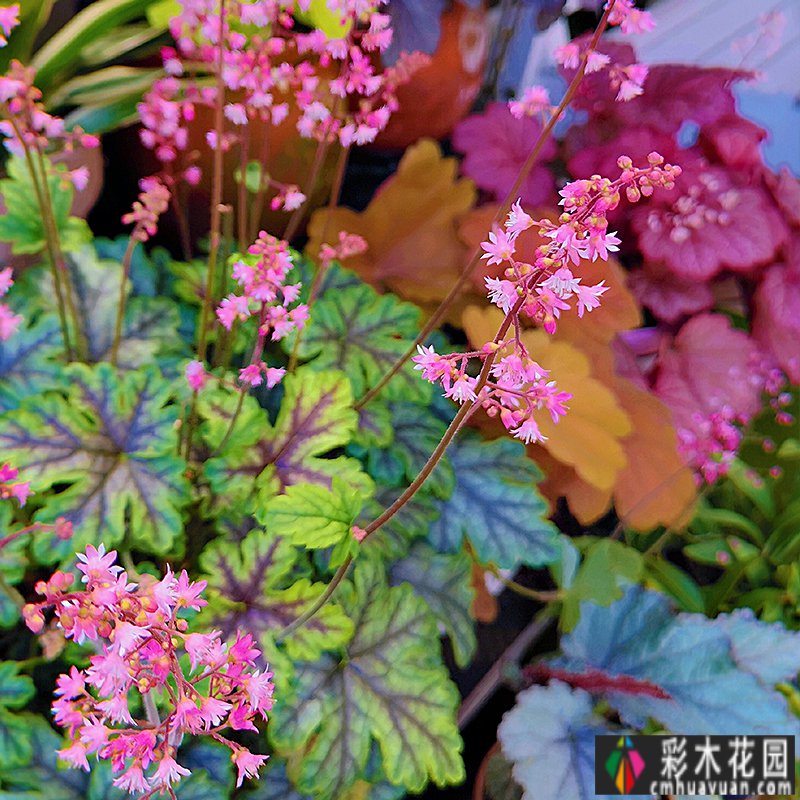 一楼一个28㎡的小院,用2年的时间,通过DIY改造成了小花园,享受着高层住宅无法拥有的幸福。