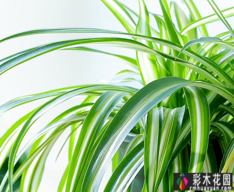 阳台花园:改造3 ㎡迷你阳台,没有院子,不妨碍我建花园。