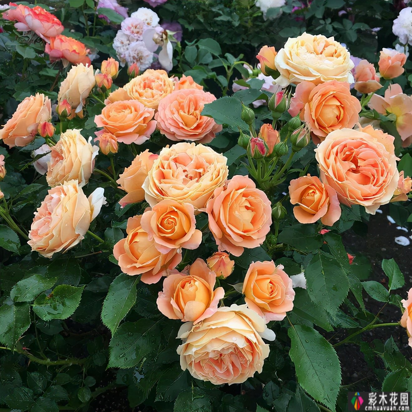 拥有一个1000m2 花园是一种体验,用5年时间把荒地变成了大片花园。