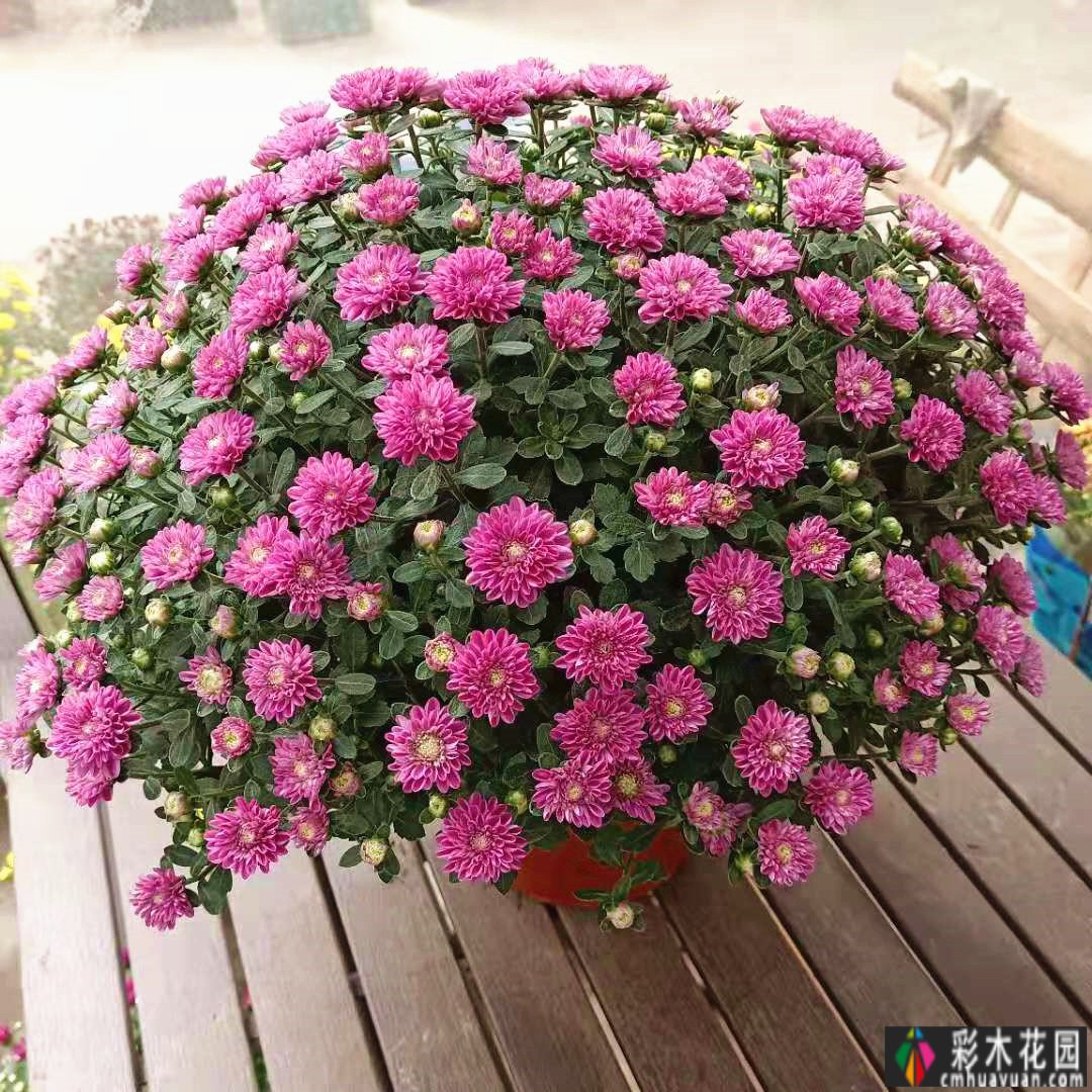 拥有一个1000m2 花园是一种体验,用5年时间把荒地变成了大片花园。