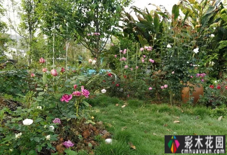 拥有一个1000m2 花园是一种体验,用5年时间把荒地变成了大片花园。