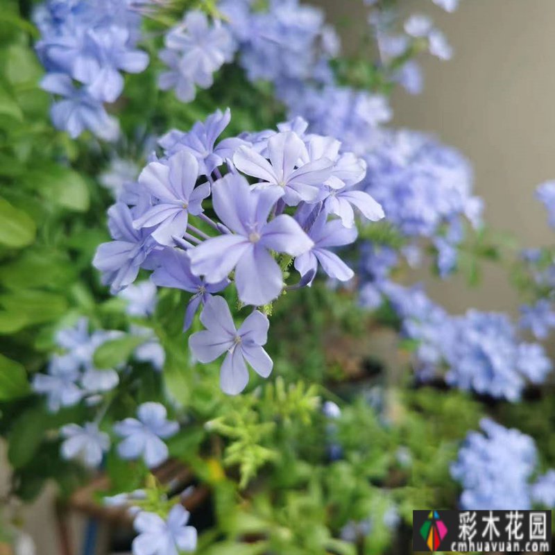 如何在一年内把废弃的阳台改造成“空中小花园？策略来了。
