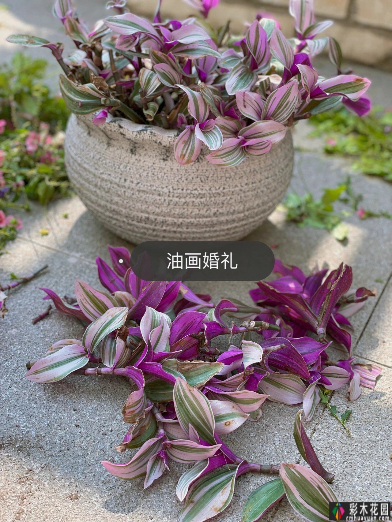 不到6万,改造72㎡现代庭院花园,教你做一个低保养花园的懒人。