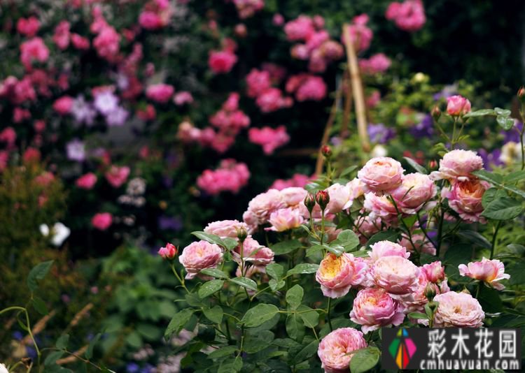 这个10 ㎡的破旧院落,经过4年的花园改造,如今开满了鲜花,太美了。