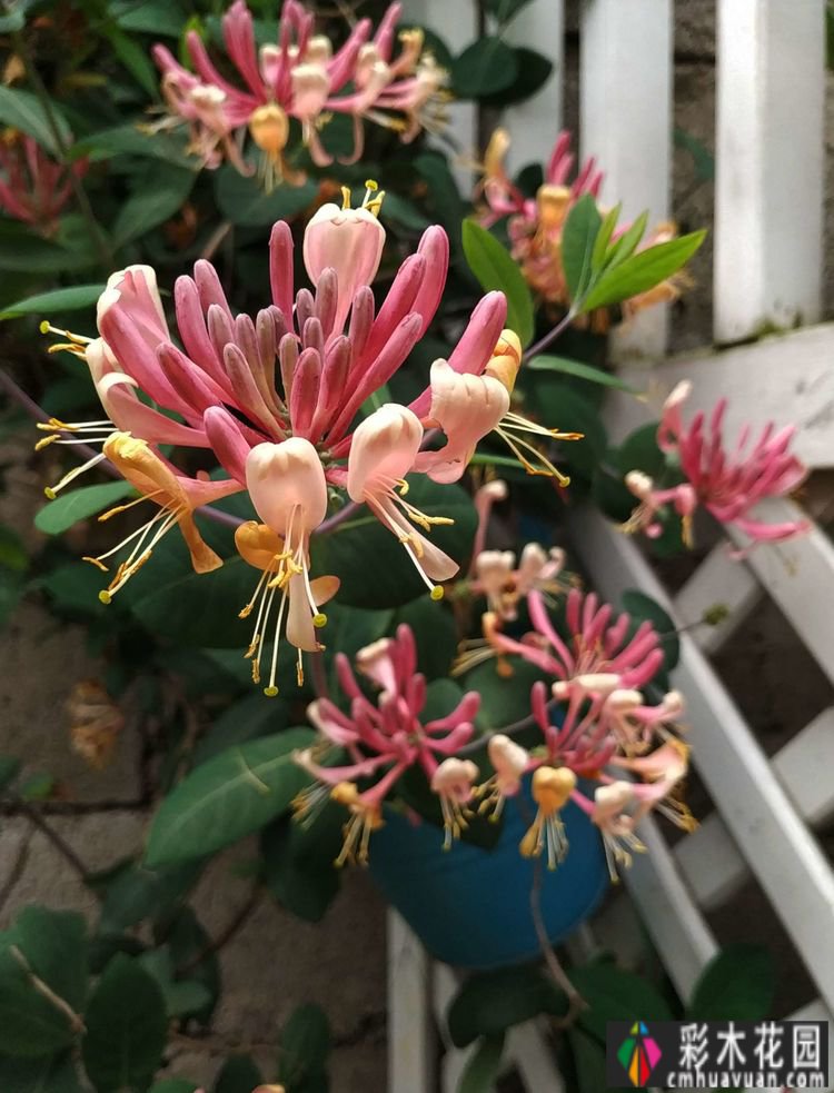 这个10 ㎡的破旧院落,经过4年的花园改造,如今开满了鲜花,太美了。