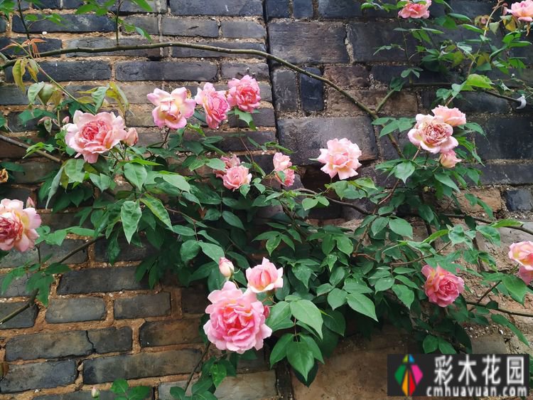 这个10 ㎡的破旧院落,经过4年的花园改造,如今开满了鲜花,太美了。