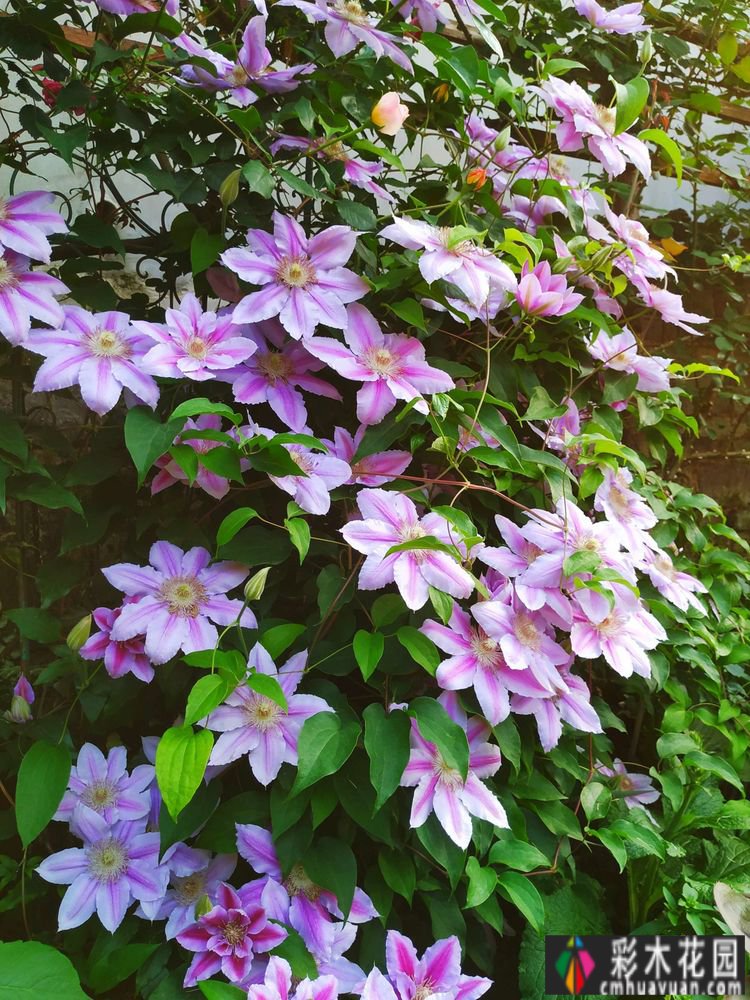这个10 ㎡的破旧院落,经过4年的花园改造,如今开满了鲜花,太美了。