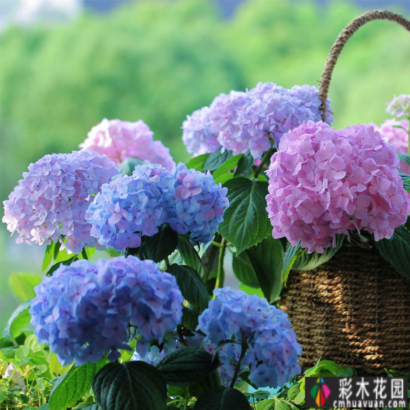 这个10 ㎡的破旧院落,经过4年的花园改造,如今开满了鲜花,太美了。