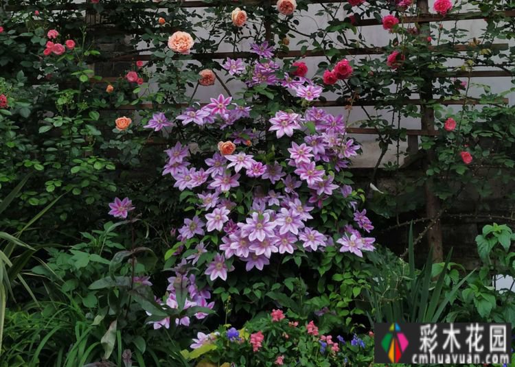 这个10 ㎡的破旧院落,经过4年的花园改造,如今开满了鲜花,太美了。