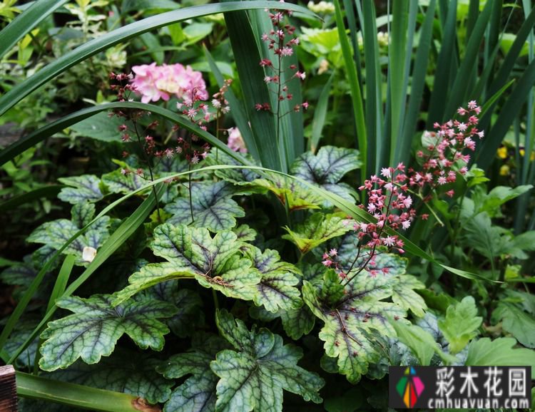 这个10 ㎡的破旧院落,经过4年的花园改造,如今开满了鲜花,太美了。