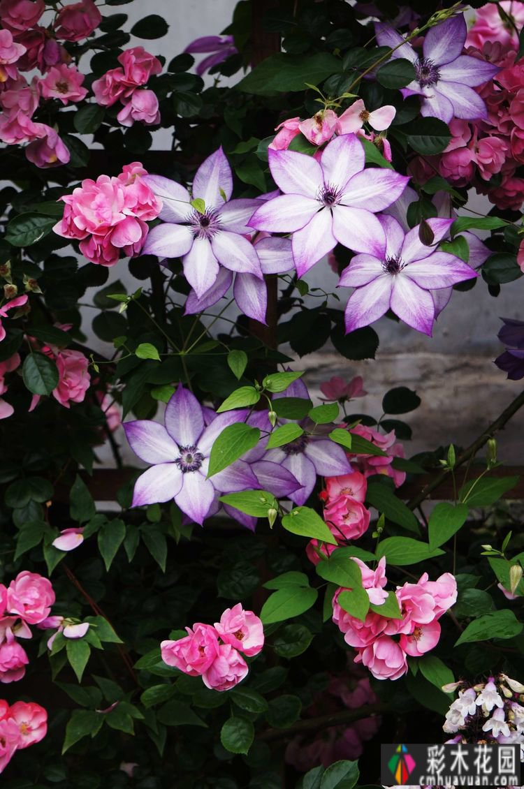 这个10 ㎡的破旧院落,经过4年的花园改造,如今开满了鲜花,太美了。