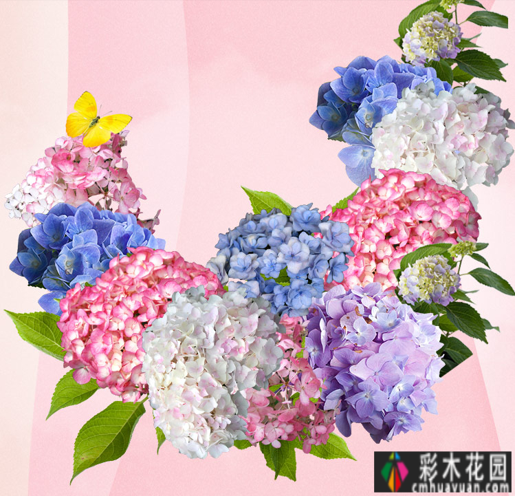 这个10 ㎡的破旧院落，经过4年的花园改造，如今开满了鲜花，太美了。
